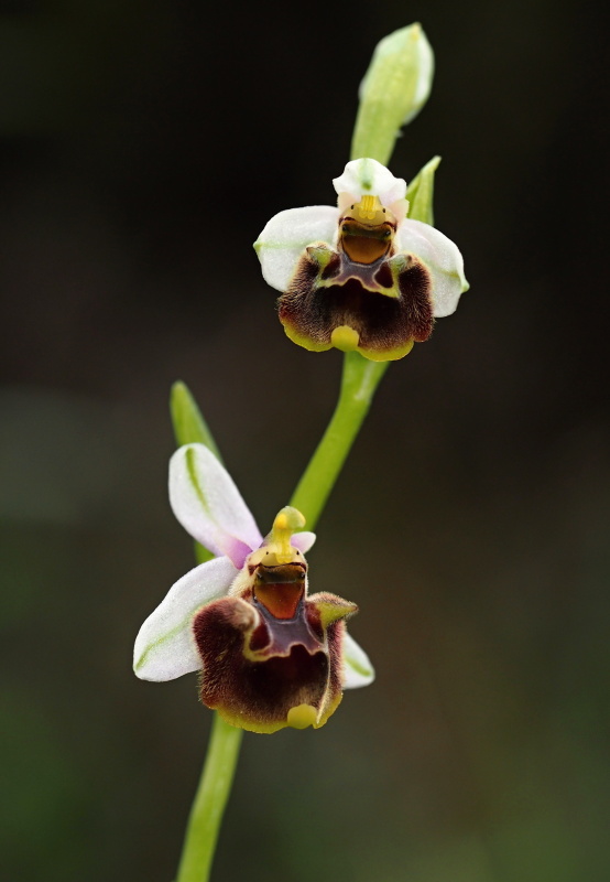 Ophrys oreas