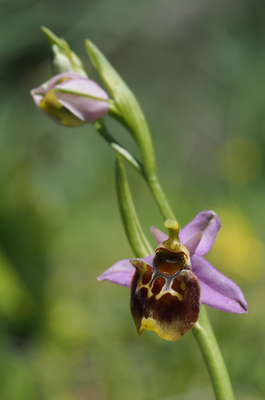 Ophrys oreas