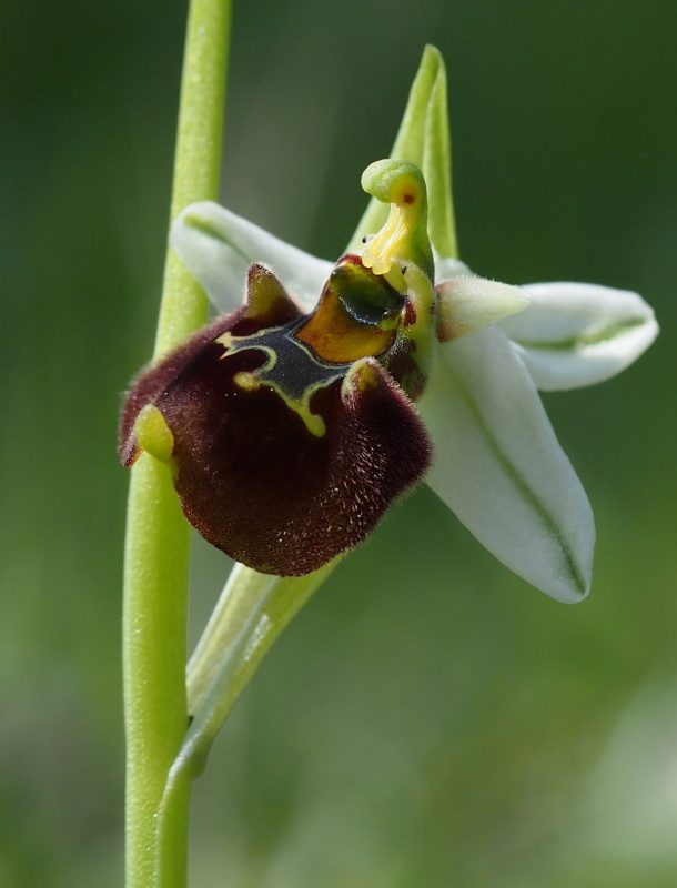 Ophrys oreas