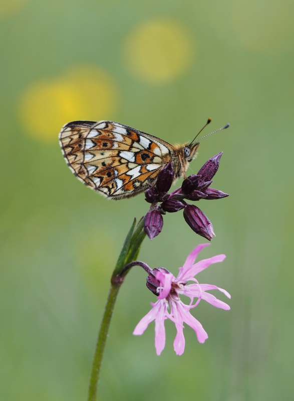 Perleťovec dvanáctitečný (Boloria selene)