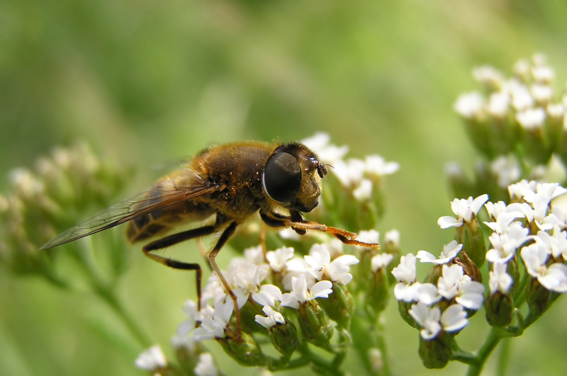 Pestřenka trubcová (Eristalis tenax)