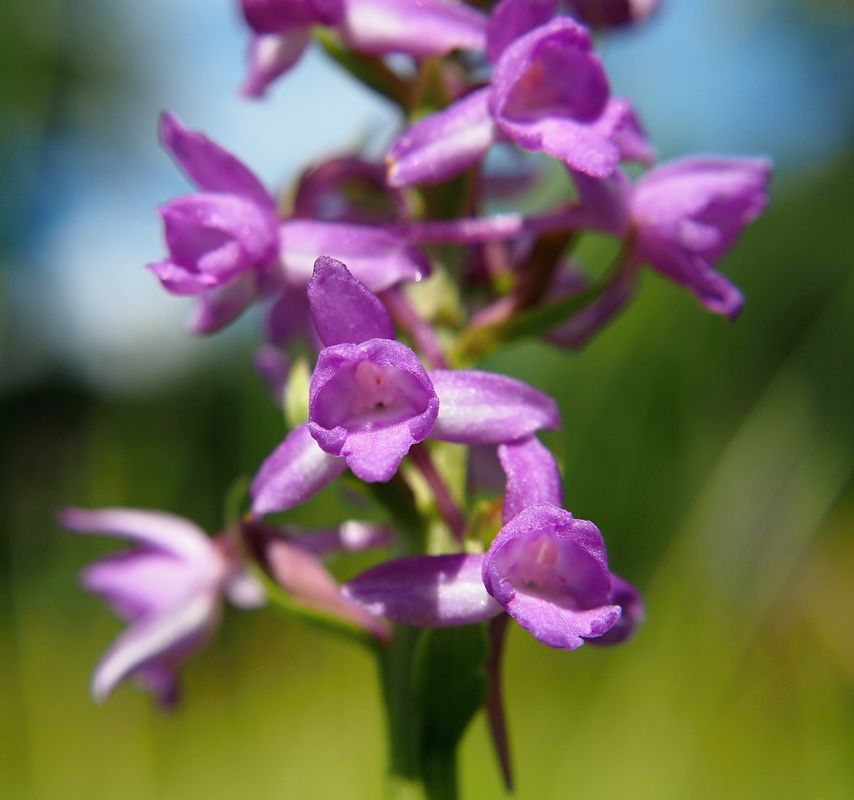 Pětiprstka hustokvětá (Gymnadenia densiflora)