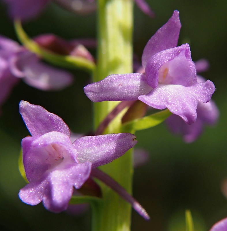 Pětiprstka hustokvětá (Gymnadenia densiflora)