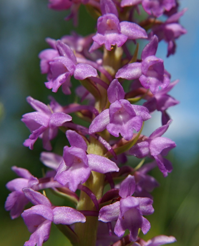 Pětiprstka hustokvětá (Gymnadenia densiflora)