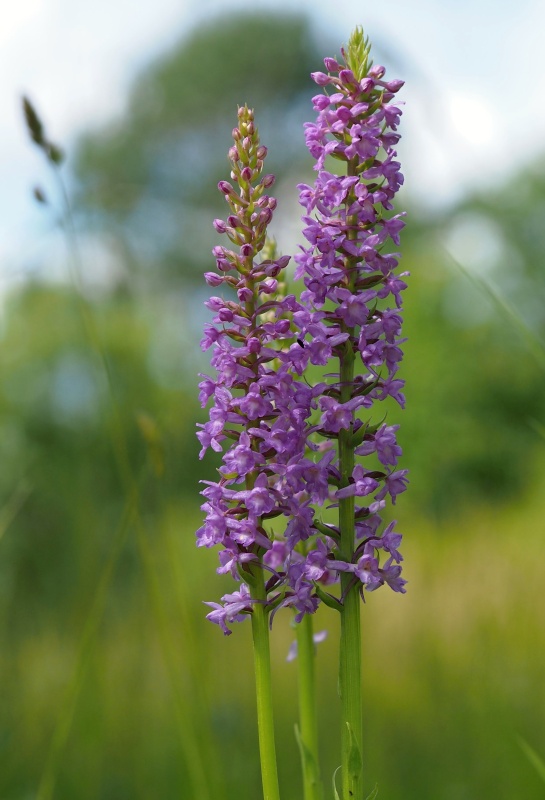 Pětiprstka hustokvětá (Gymnadenia densiflora)