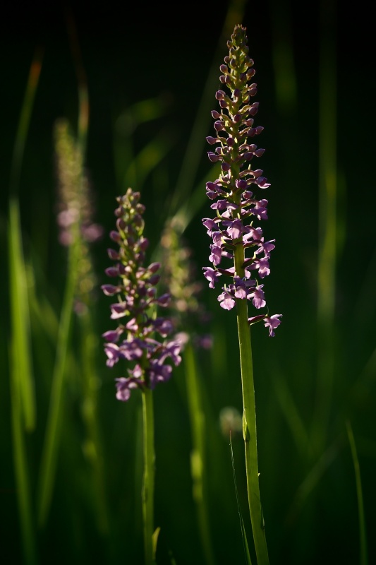 Pětiprstka hustokvětá (Gymnadenia densiflora)