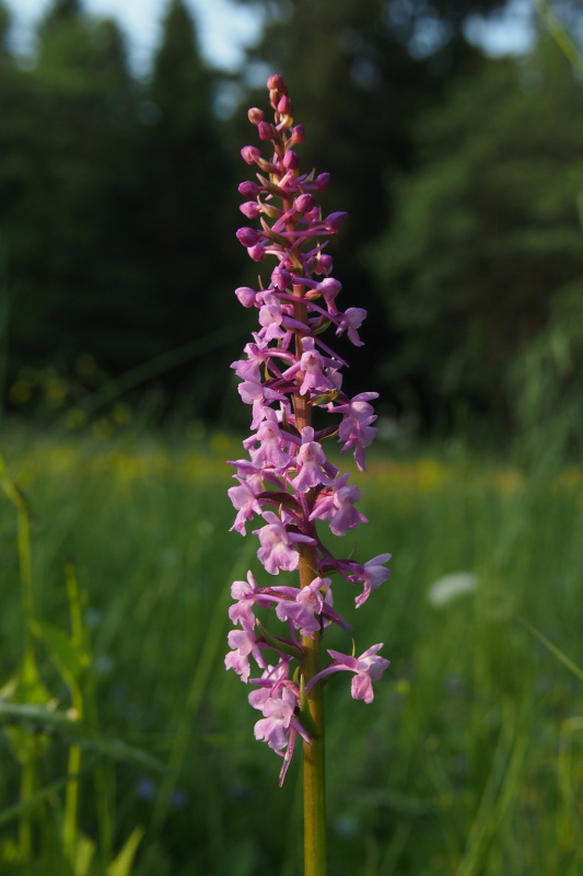 Pětiprstka žežulník (Gymnadenia conopsea)