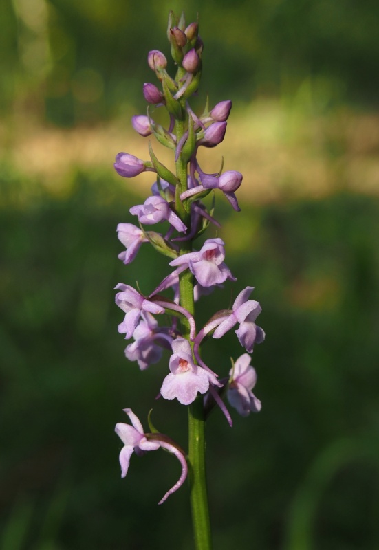 Pětiprstka žežulník (Gymnadenia conopsea)