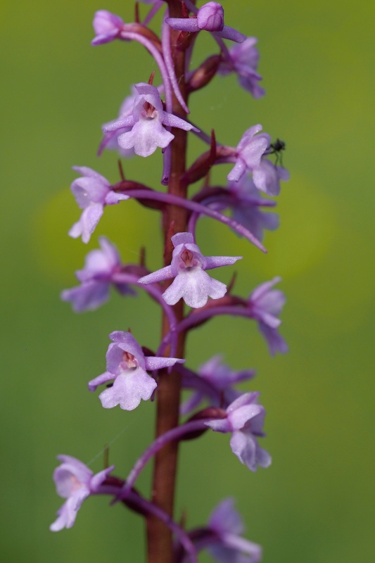 Pětiprstka žežulník (Gymnadenia conopsea)