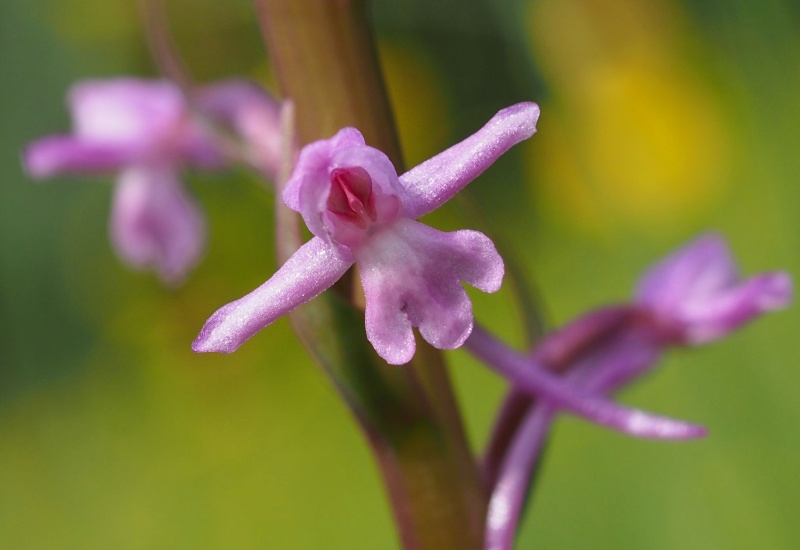 Pětiprstka žežulník (Gymnadenia conopsea)