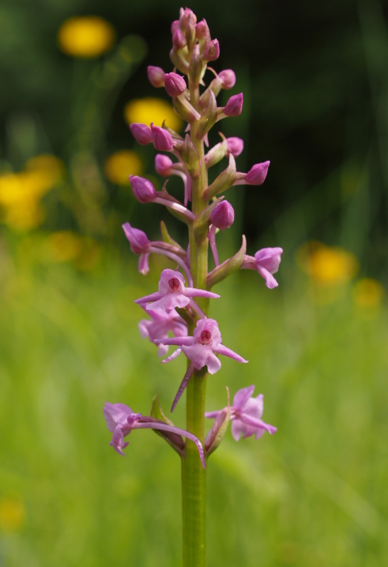 Pětiprstka žežulník (Gymnadenia conopsea)