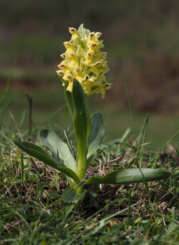 Prstnatec bezový (Dactylorhiza sambucina)