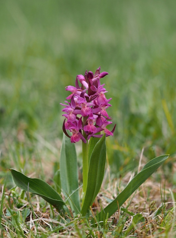 Prstnatec bezový (Dactylorhiza sambucina)