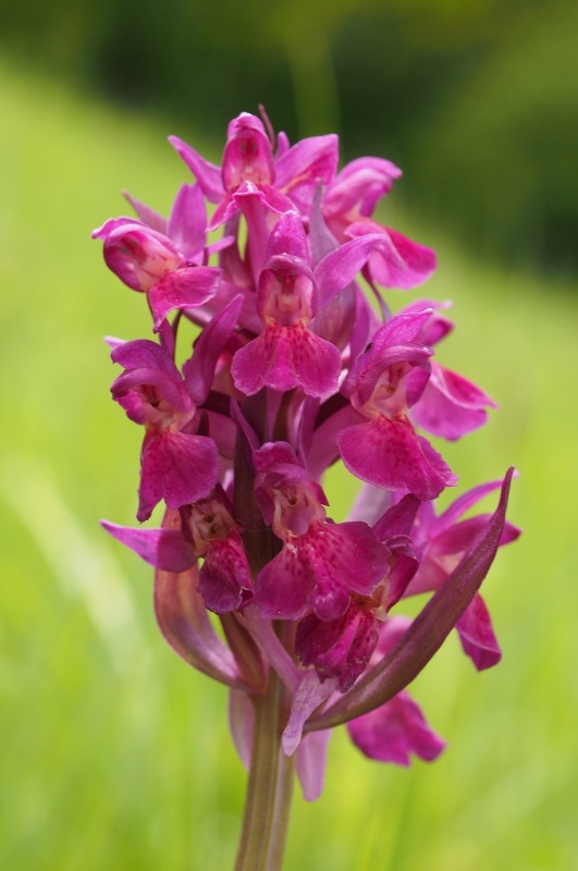 Prstnatec bezový (Dactylorhiza sambucina)