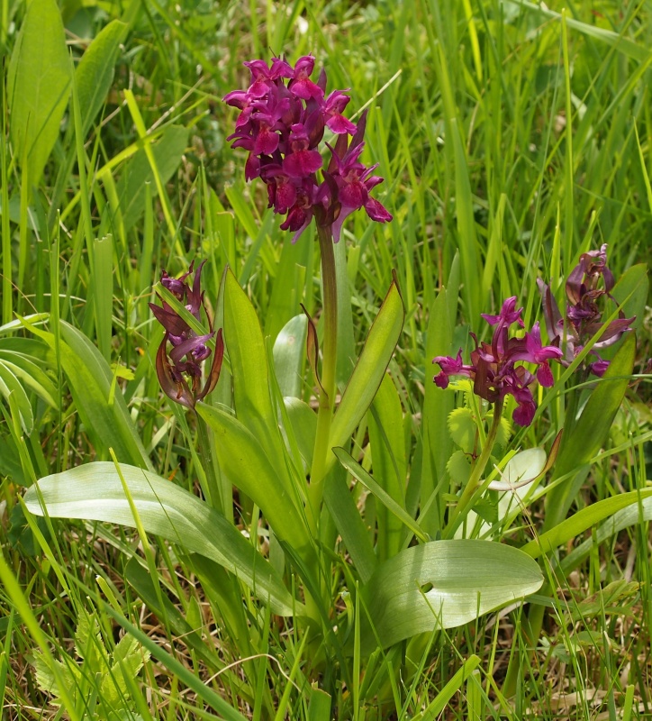 Prstnatec bezový (Dactylorhiza sambucina)