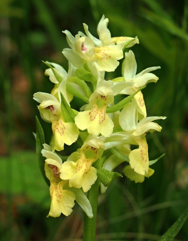 Prstnatec bezový (Dactylorhiza sambucina)