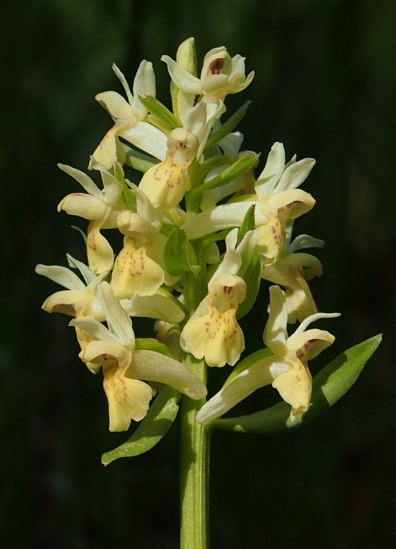 Prstnatec bezový (Dactylorhiza sambucina)