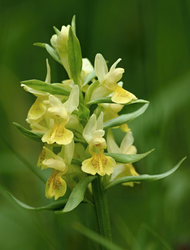 Prstnatec bezový (Dactylorhiza sambucina)