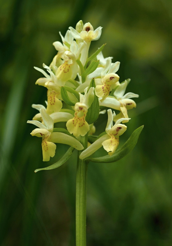 Prstnatec bezový (Dactylorhiza sambucina)