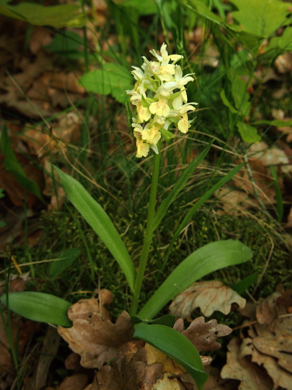 Prstnatec bezový (Dactylorhiza sambucina)