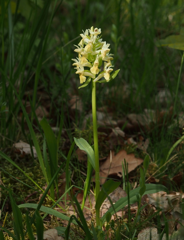 Prstnatec bezový (Dactylorhiza sambucina)