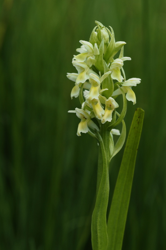 Prstnatec bledožlutý (Dactylorhiza ochroleuca)