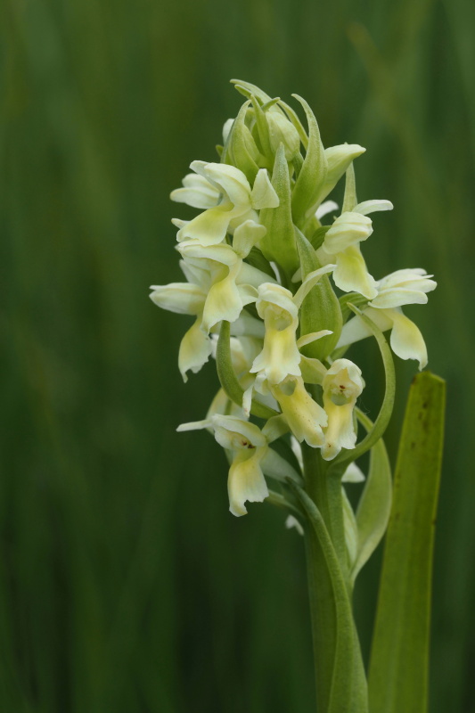 Prstnatec bledožlutý (Dactylorhiza ochroleuca)