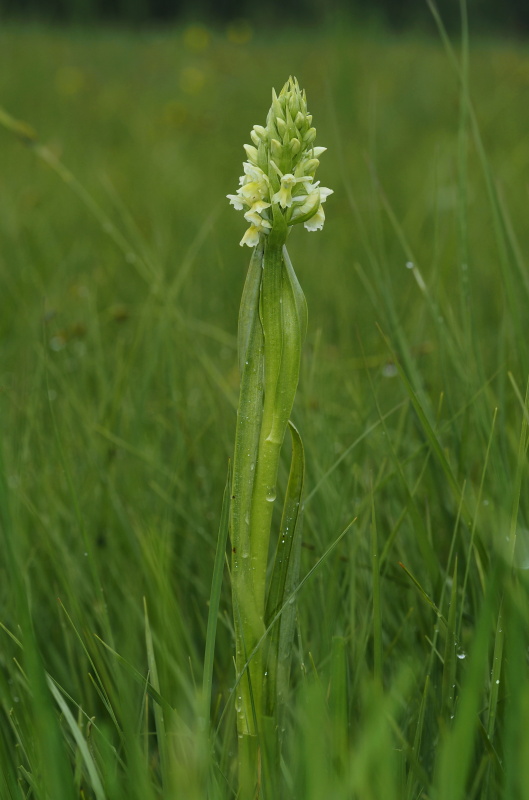 Prstnatec bledožlutý (Dactylorhiza ochroleuca)