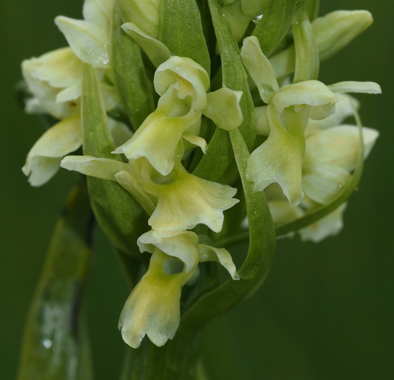 Prstnatec bledožlutý (Dactylorhiza ochroleuca)