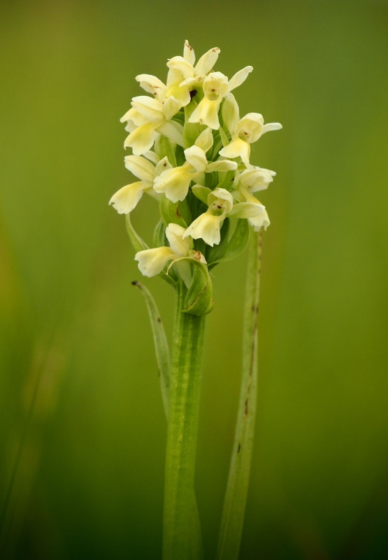 Prstnatec bledožlutý (Dactylorhiza ochroleuca)