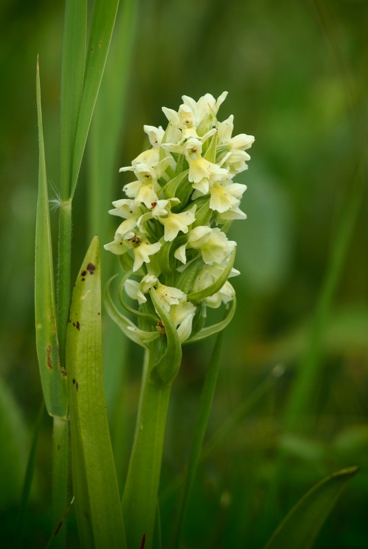 Prstnatec bledožlutý (Dactylorhiza ochroleuca)