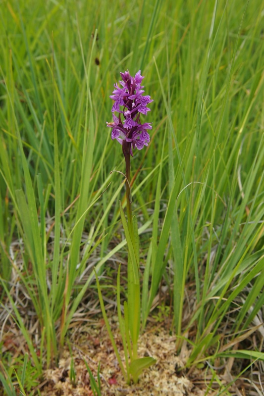 Prstnatec český (Dactylorhiza bohemica)