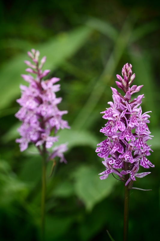 Prstnatec fuchsův (Dactylorhiza fuchsii)