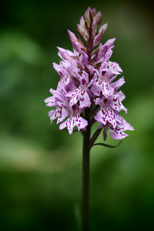 Prstnatec fuchsův (Dactylorhiza fuchsii)