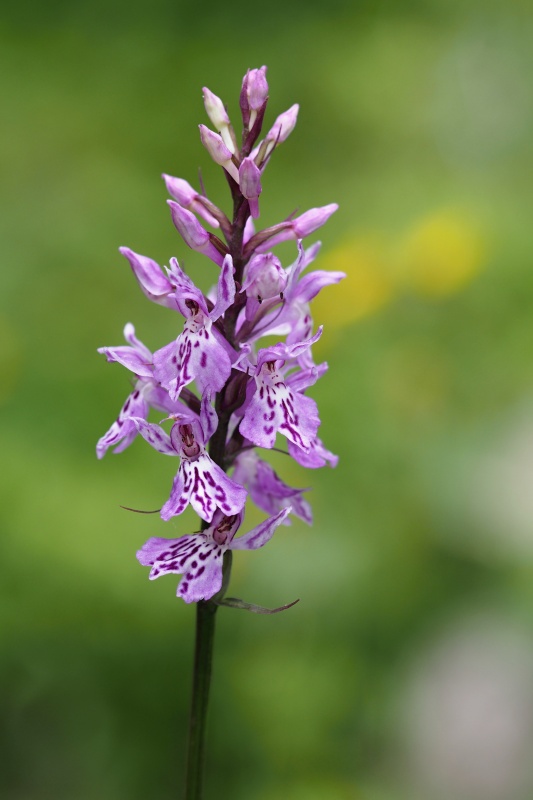 Prstnatec fuchsův (Dactylorhiza fuchsii)