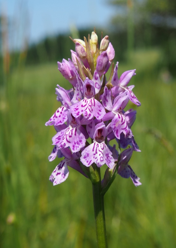 Prstnatec fuchsův (Dactylorhiza fuchsii)