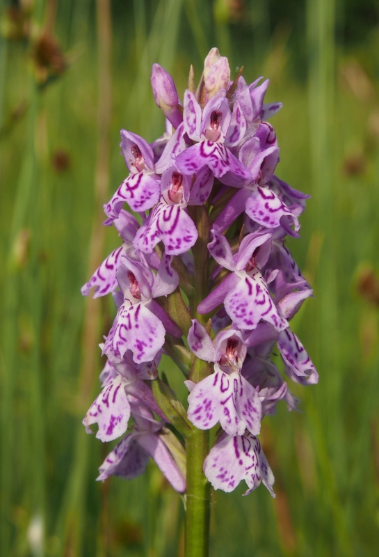 Prstnatec fuchsův (Dactylorhiza fuchsii)