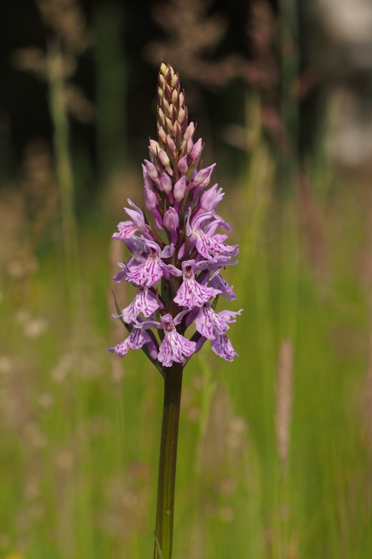 Prstnatec fuchsův (Dactylorhiza fuchsii)