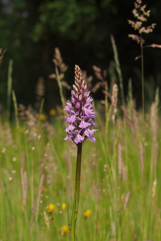 Prstnatec fuchsův (Dactylorhiza fuchsii)