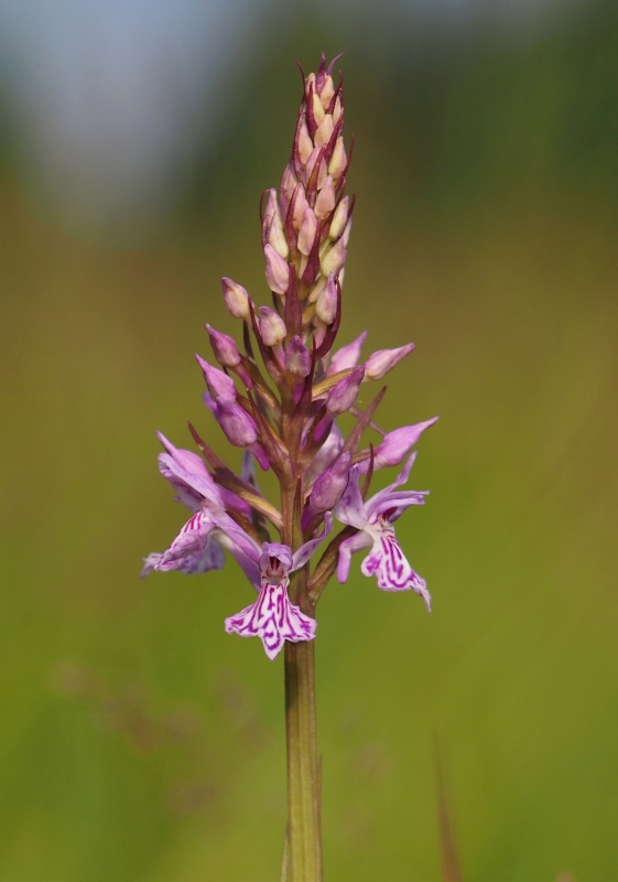 Prstnatec fuchsův (Dactylorhiza fuchsii)