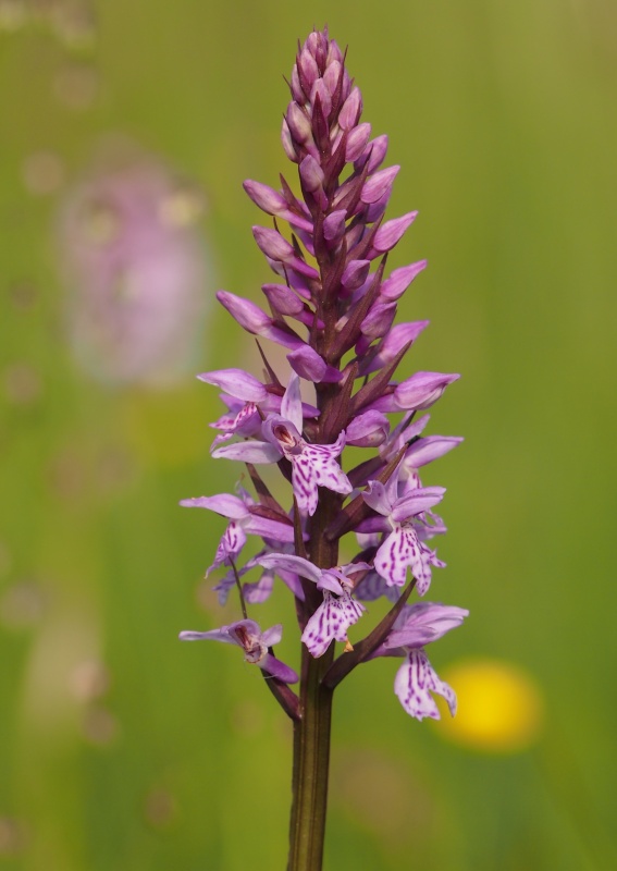 Prstnatec fuchsův (Dactylorhiza fuchsii)