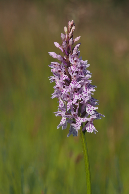 Prstnatec fuchsův (Dactylorhiza fuchsii)