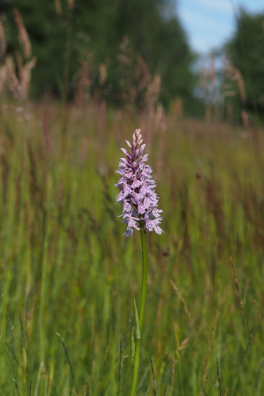 Prstnatec fuchsův (Dactylorhiza fuchsii)