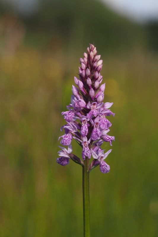 Prstnatec fuchsův (Dactylorhiza fuchsii)