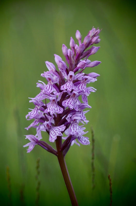 Prstnatec fuchsův (Dactylorhiza fuchsii)