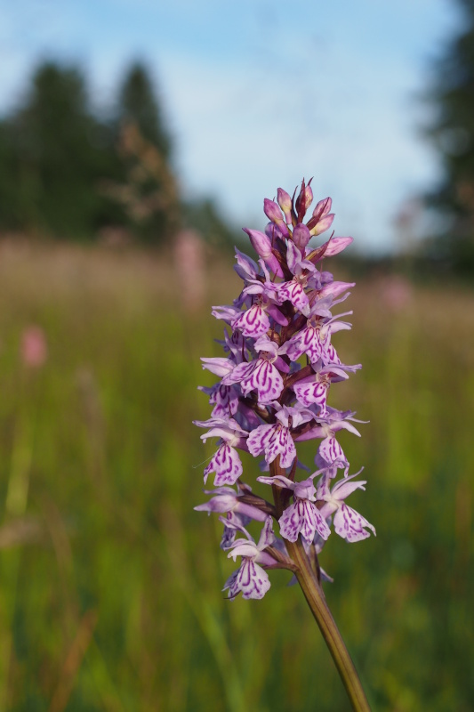 Prstnatec fuchsův (Dactylorhiza fuchsii)