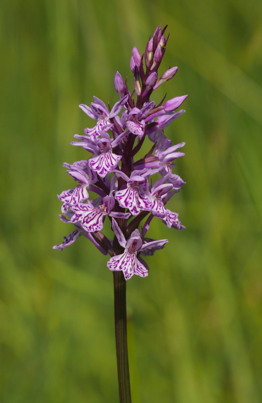 Prstnatec fuchsův (Dactylorhiza fuchsii)