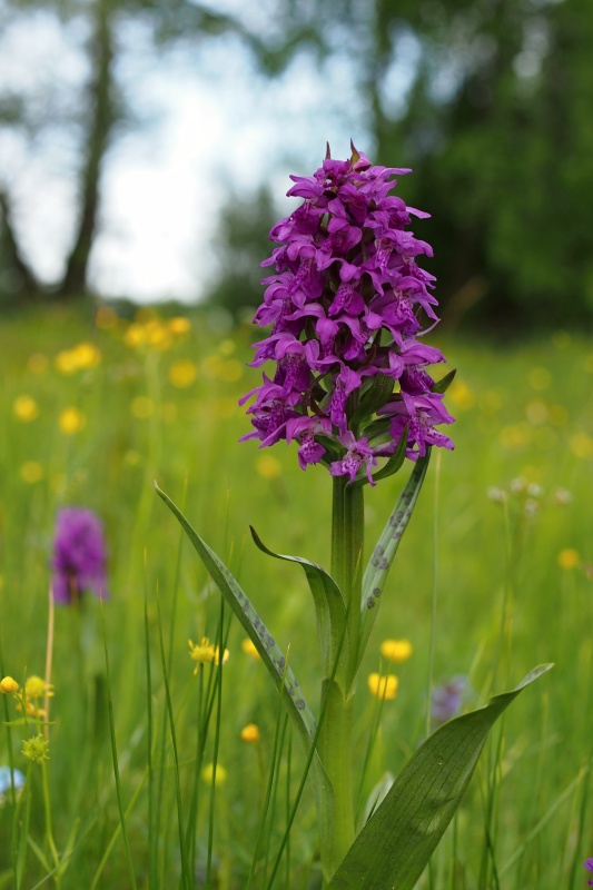 Prstnatec májový (Dactylorhiza majalis)