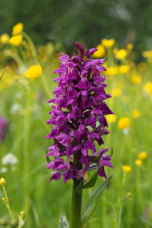 Prstnatec májový (Dactylorhiza majalis)