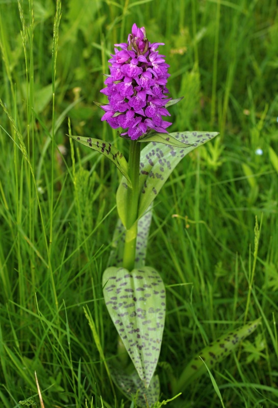 Prstnatec májový (Dactylorhiza majalis)